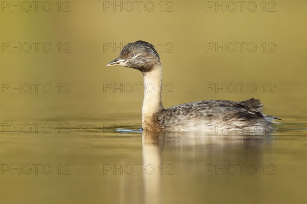 Hoary-headed Grebe (Poliocephalus poliocephalus), Victoria, Australia