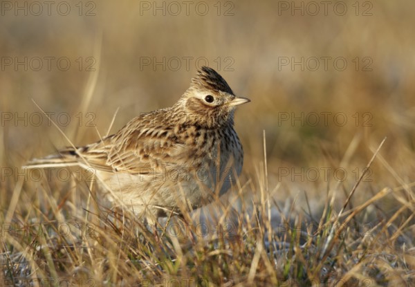 Eurasian Skylark (Alauda arvensis), Mecklenburg-Western Pomerania, Germany