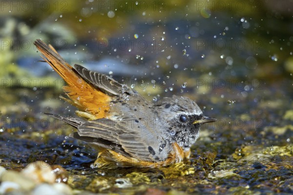 Common Redstart (Phoenicurus phoenicurus) male bathing at little stream, Mecklenburg-Western-Pomerania, Germany