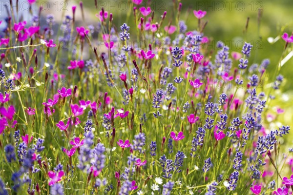 A lively field of purple lavender and vivid pink wildflowers in full bloom, creating a colorful and fragrant scene. Sunlit petals dance gently in a serene springtime breeze