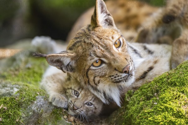 Eurasian lynx (Lynx lynx) mother with her youngsters (cubs) lying on a rock in a forest, Bavaria, Germany