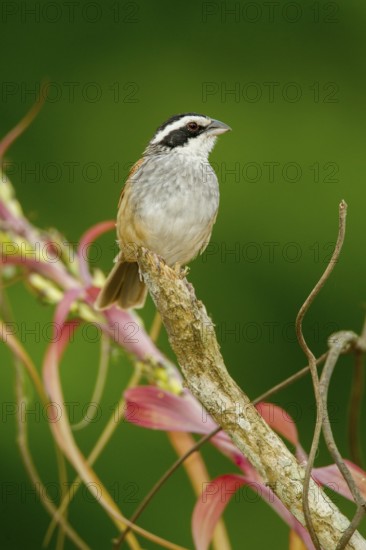 Stripe-headed Sparrow Aimophila ruficauda acuminata El Tuito, Jalisco, Mexico 12 June Adult Emberizidae
