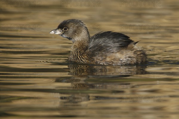 Pied-billed Grebe (Podilymbus podiceps), Arizona, USA