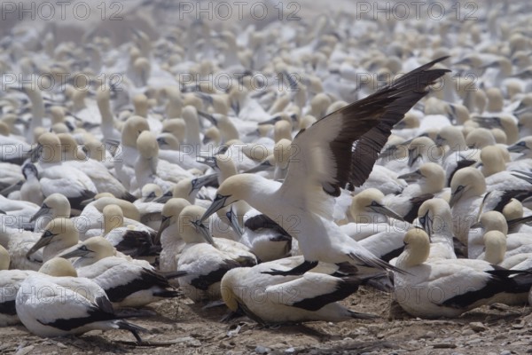 Cape Gannet (Morus capensis), South Africa