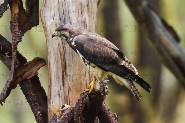 Augur Buzzard (Buteo augur), Lake Nakuru, Kenya