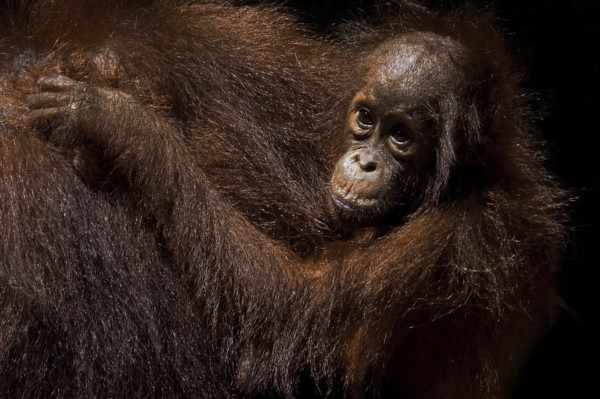Borneo, Indonesia, Orang Utan, (Pongo pygmaeus), Animals, Mammals, Female with young, Borneo, Indonesia