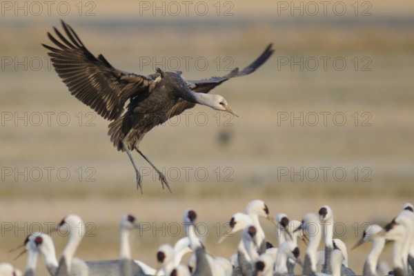 Hooded Crane (Grus monacha) juvenile flying, Arasaki, Japan