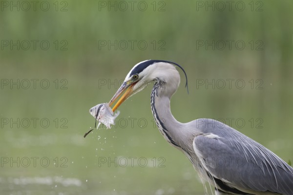 Grey Heron (Ardea cinerea) with fish prey in beak, Serbia