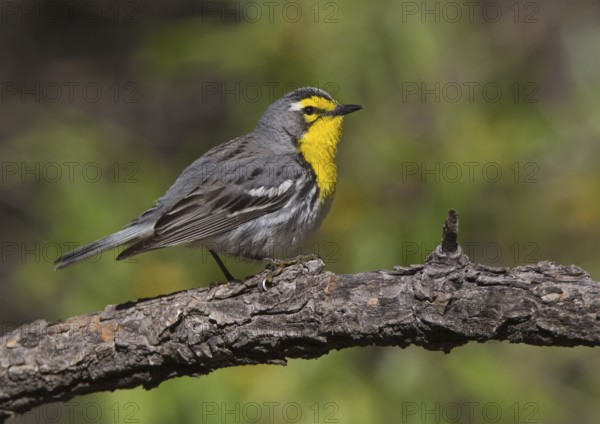 Grace's Warbler (Setophaga graciae) male, Arizona, USA