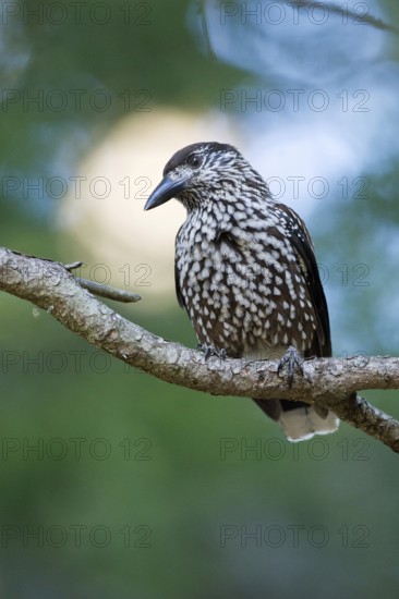 Spotted Nutcracker (Nucifraga caryocatactes), Switzerland