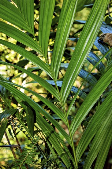 Close-up of lush green leaves in the sunlight with a tropical feel, Kentia palm (Howea forsteriana) in the jungle of Ratnapura in Sri Lanka
