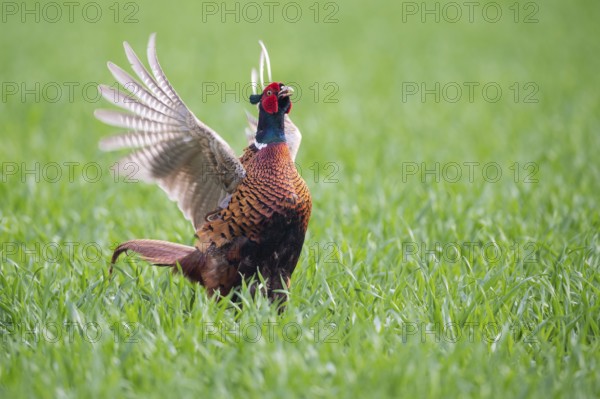 Common Pheasant (Phasianus colchicus) male mating, Lower Saxony, Germany