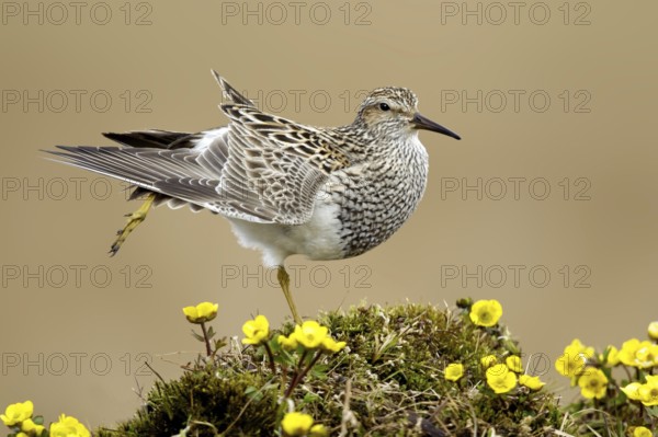 Pectoral Sandpiper (Calidris melanotos), Alaska, USA