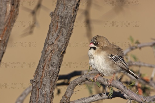 Scaly-feathered Weaver (Sporopipes squamifrons), Northern Cape, South Africa