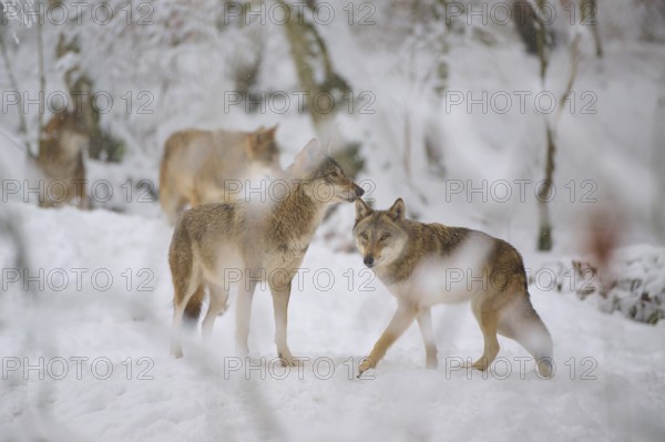 Two wolves interacting in the snow, other wolves in the background in the snowy forest, winter, wolf (Canis lupus), Germany