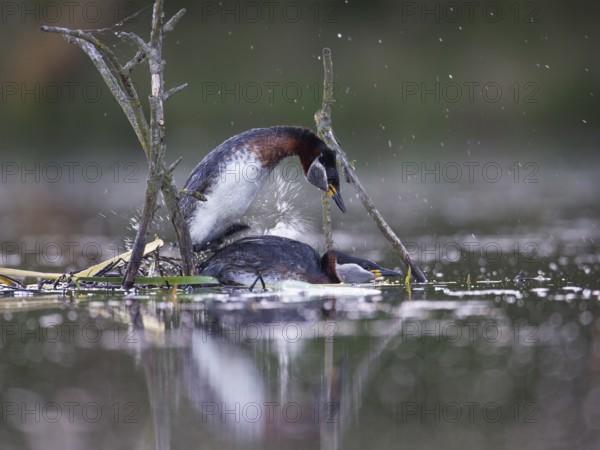 Red-necked Grebe (Podiceps grisegena) pair mating, Mecklenburg-Western Pomerania, Germany