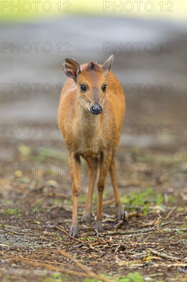 Red forest duiker (Cephalophus natalensis) antelope, iSimangaliso Wetland Park, St. Lucia, KwaZulu-Natal, South Africa