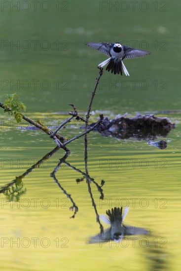 Pied Wagtail (Motacilla alba yarrellii), adult bird in flight over a lake, with its reflection in the water, about to land on a twig, Hesse, Germany