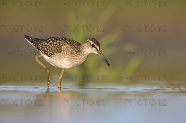 Wood Sandpiper (Tringa glareola) foraging, Poland