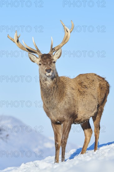 Red deer (Cervus elaphus) stag on a snowy meadow in the mountains in tirol, Kitzbühel, Wildpark Aurach, Austria