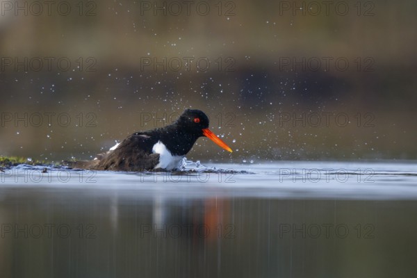 Eurasian Oystercatcher (Haematopus ostralegus) bathing, North Rhine-Westphalia, Germany