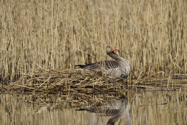 Greylag goose (Anser anser) building a nest in the reeds, North Rhine-Westphalia, Germany