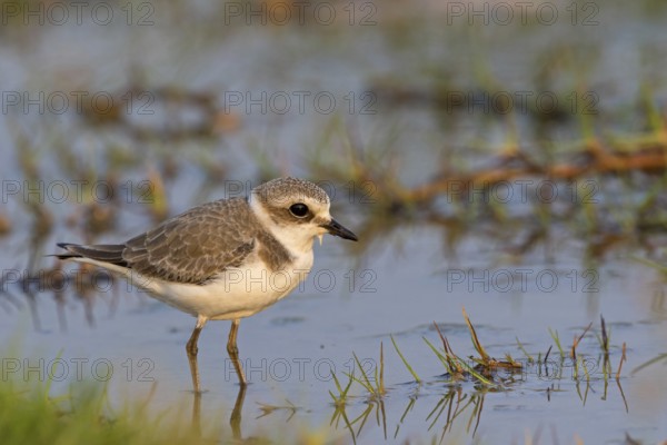 Animals, birds, plover, Kentish plover, (Charadrius alexandrinus), biotope, habitat, foraging, Khawr Rawri, Salalah, Sohar, Oman
