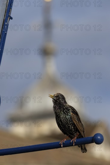 Common starling (Sturnus vulgaris) adult bird calling on a metal sign with a dome of the Tower of London in the background, London, England, United Kingdom