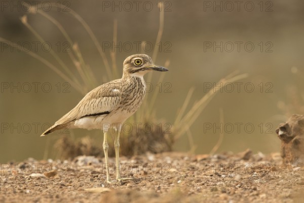 Senegal Thick-knee (Burhinus senegalensis), Gambia