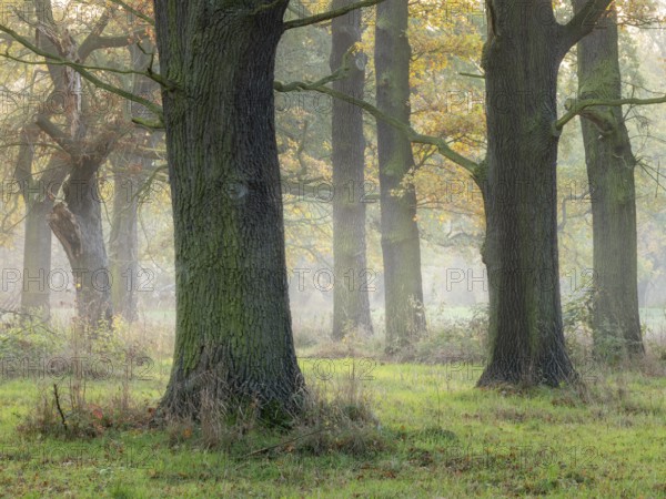 Open oak forest in autumn, sun shining through morning fog, Dessau-Wörlitzer Gartenreich, Dessau-Roßlau, Saxony-Anhalt, Germany