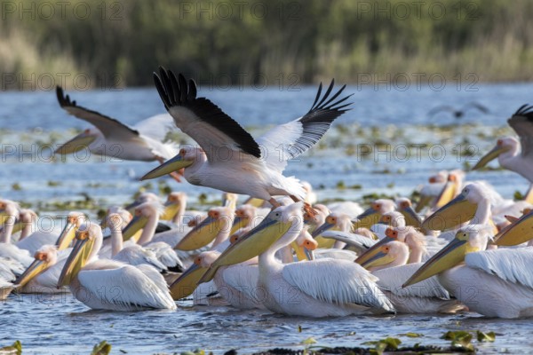 Great White Pelican (Pelecanus onocrotalus) group, Romania