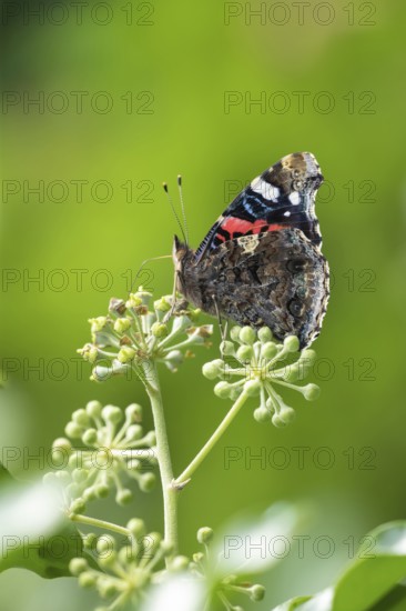 Red admiral butterfly (Vanessa atalanta) adult insect feeding on Ivy (Hedera helix) flowers in a garden in summer, Suffolk, England, United Kingdom