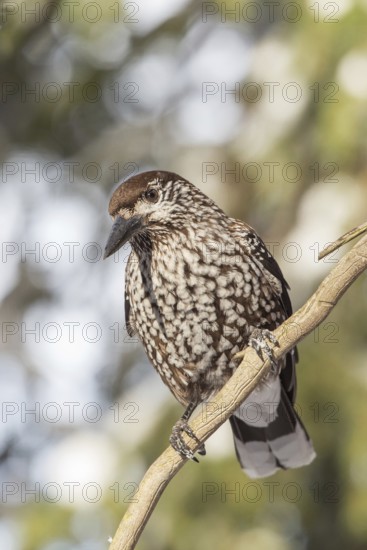 Spotted Nutcracker (Nucifraga caryocatactes), St. Gallen, Switzerland