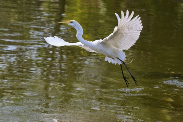 A heron flies elegantly over the water, wings in motion, Great Egret (Egretta alba), American Alligator (Alligator mississippiensis), Orlando, Florida, USA