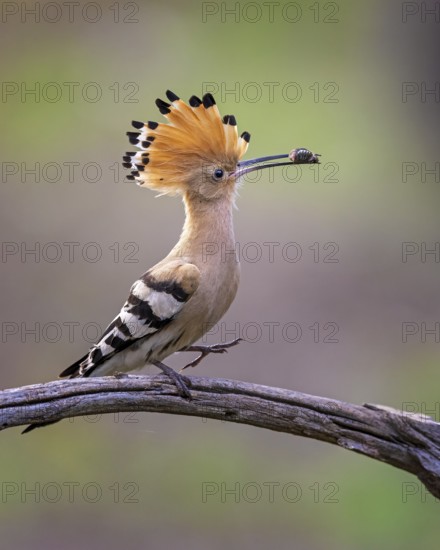 Eurasian Hoopoe (Upupa epops) with food in beak, Saxony-Anhalt, Germany