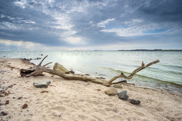 Sea monster, bizarre tree trunk shaped like a stranded dragon, driftwood on the beach of the Baltic Sea, Mönchgut peninsula, Southeast Rügen biosphere reserve, Rügen island, Mecklenburg-Western Pomerania, Germany