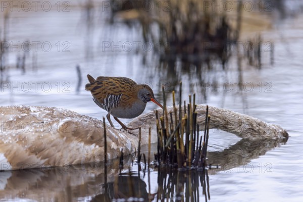 European water rail (Rallus aquaticus) adult feeding on carrion of dead mute swan in marshland in winter