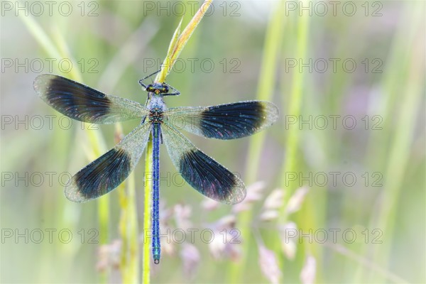 Banded demoiselle, animals, insect, insects, (Calopteryx splendens), dewdrop, dragonfly, dragonfly Lower Saxony, Federal Republic of Germany