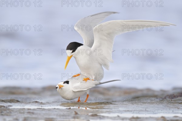 Fairy Tern (Sternula nereis) mating, Western Australia, Australia