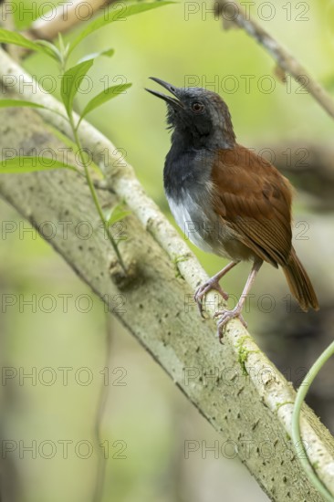 White-bellied Antbird (Myrmeciza longipes) perched on a branch in Panama
