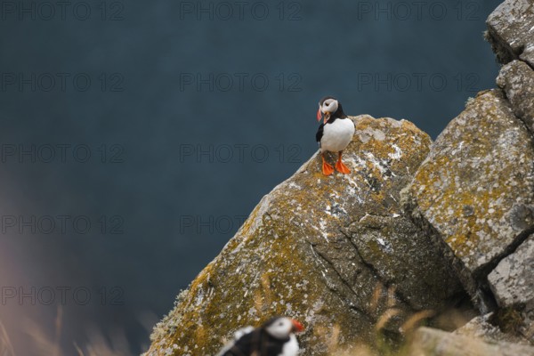 Puffins, Fratercula arctica, rest on mossy cliff edges by the sea, captured during a Norway road trip A perfect scene depicting the adventure of trekking and camping in the great outdoors