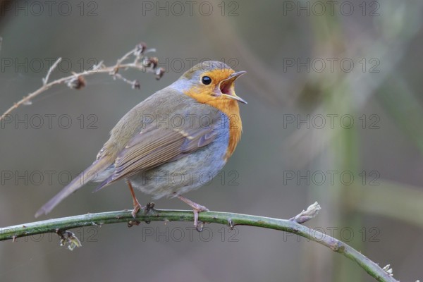 European Robin (Erithacus rubecula) singing from a twig, North Rhine-Westphalia, Germany