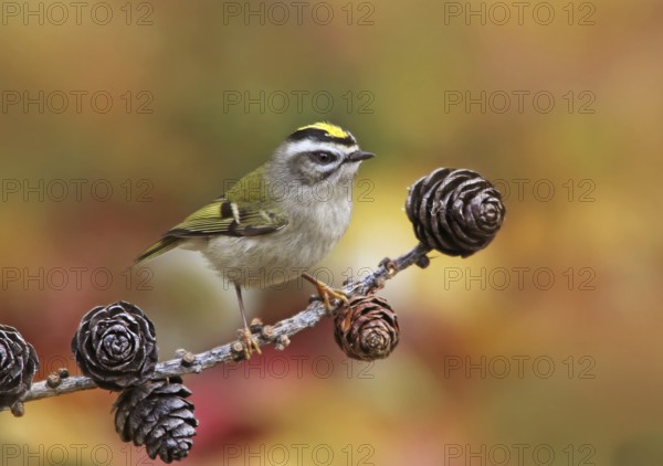 Golden-crowned Kinglet (Regulus satrapa) female, Saskatchewan, Canada