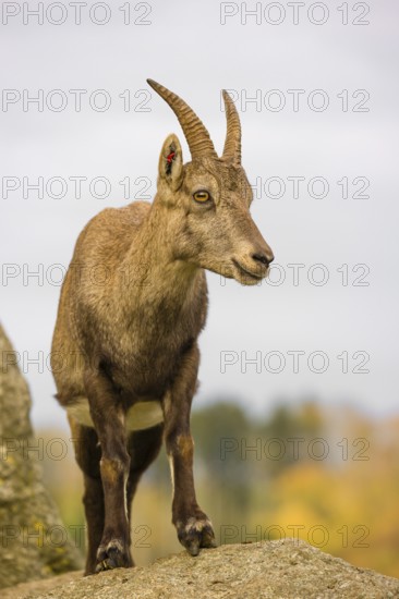 Portrait of a female ibex (Capra ibex) standing on a rock