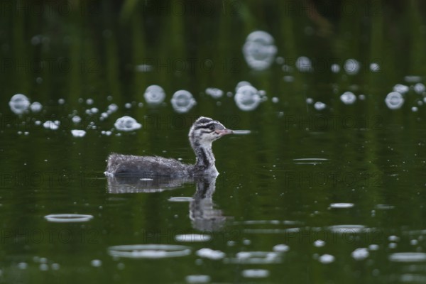 Horned Grebe (Podiceps auritus) juvenile, Iceland