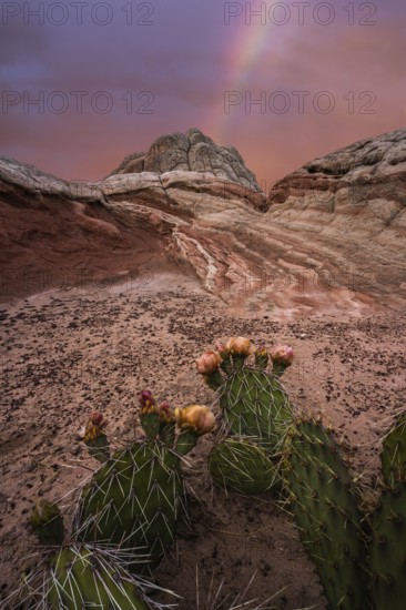A captivating desert landscape at Coyote Buttes in the Paria Canyon-Vermilion Cliffs Wilderness, Arizona, showing a blooming cactus foreground and a colorful rainbow in the dramatic, pink-hued sky
