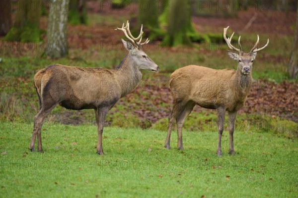 Two deer in the forest standing next to each other on a green area, red deer (Cervus elaphus), Hesse, Germany