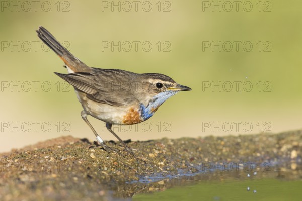Bluethroat (Luscinia svecica svecica) male, Eilat, Israel