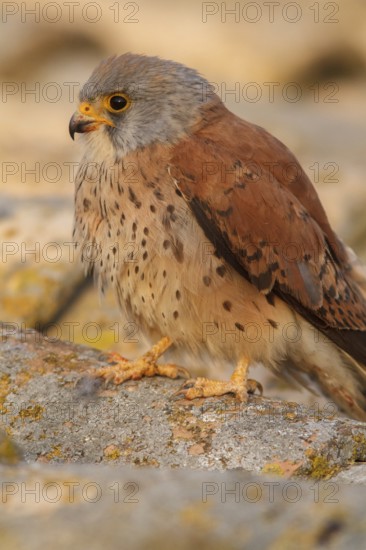 Lesser Kestrel (Falco naumanni), male portrait, Castile-La Mancha