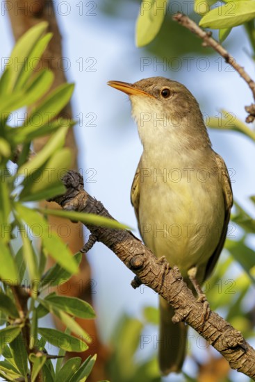 Olive warbler, (Hippolais olivetorum), animal, animals, bird, birds, biotope, habitat, perch, branch, twig, foraging, songbird, reed warbler family Lesvos, Greece